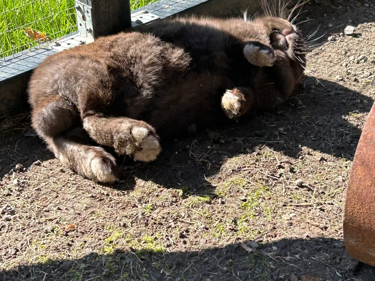 Billede 8 - 2 søde mini lop kaniner (søstre)