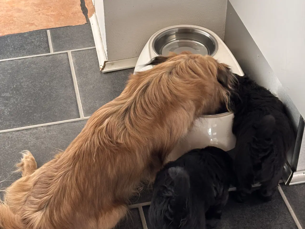 Billede 19 - Skønne Puddelblandinger💗