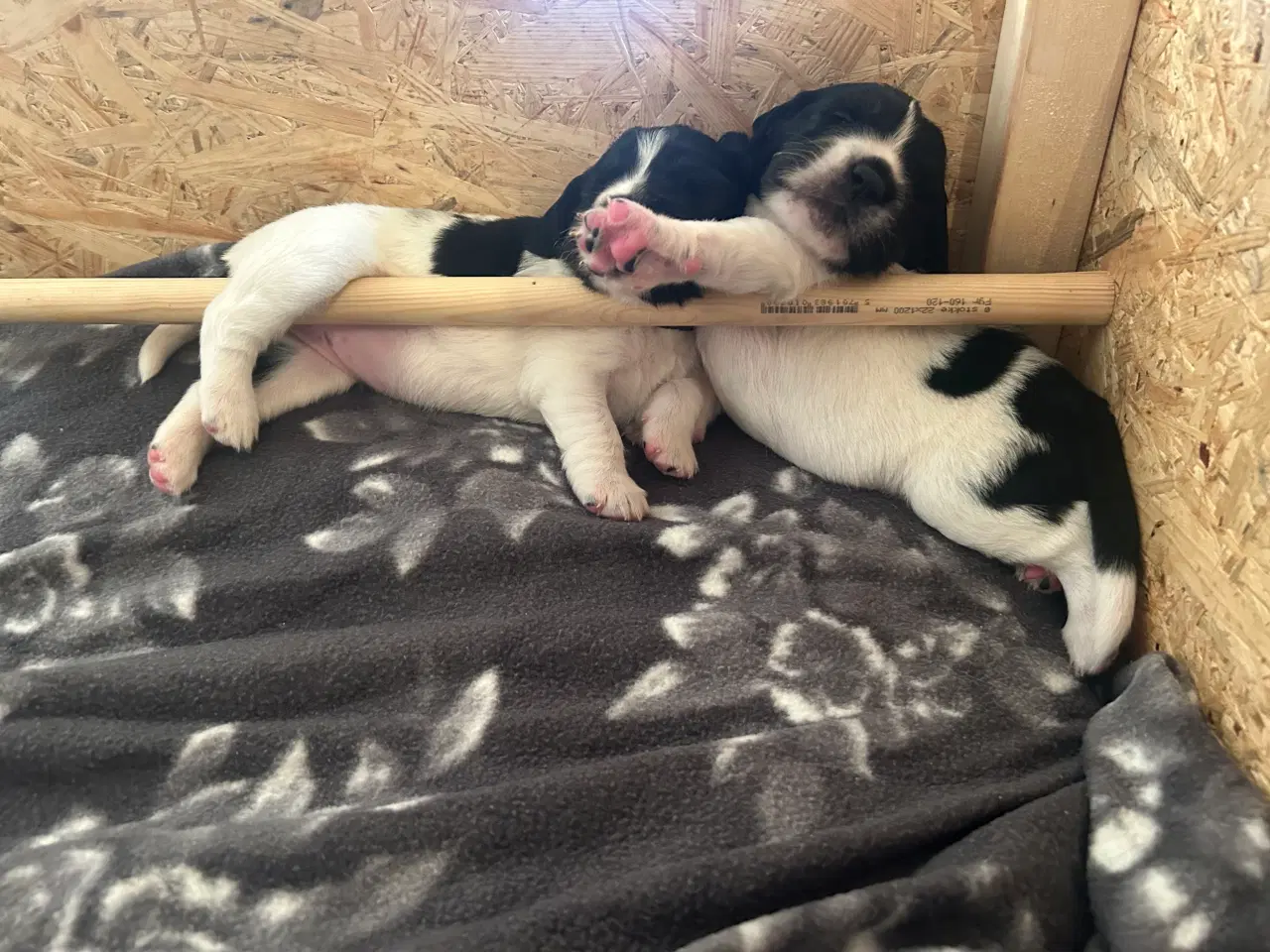 Billede 6 - Hundehvalp springador 