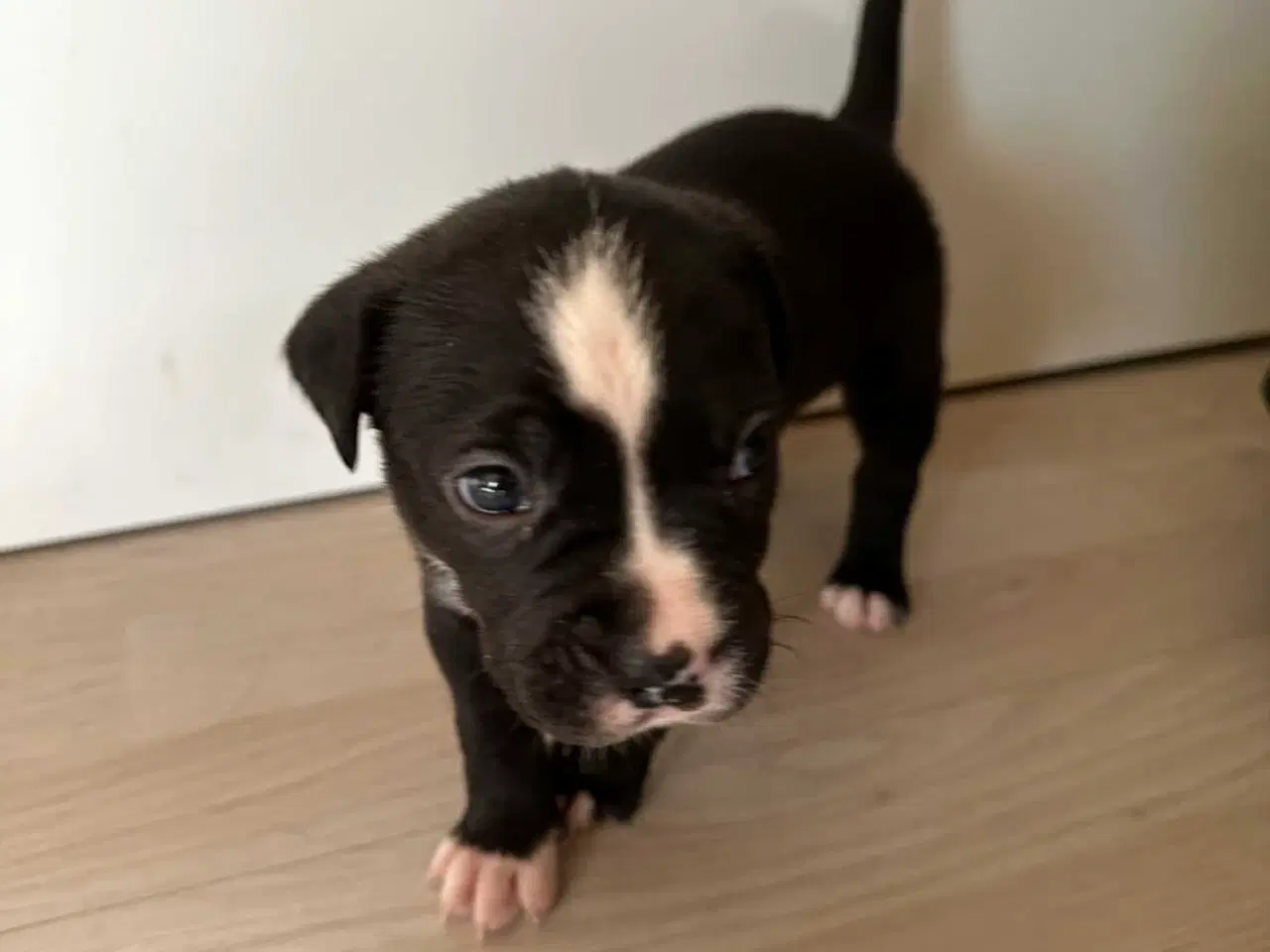 Billede 1 - Bull-Aussie