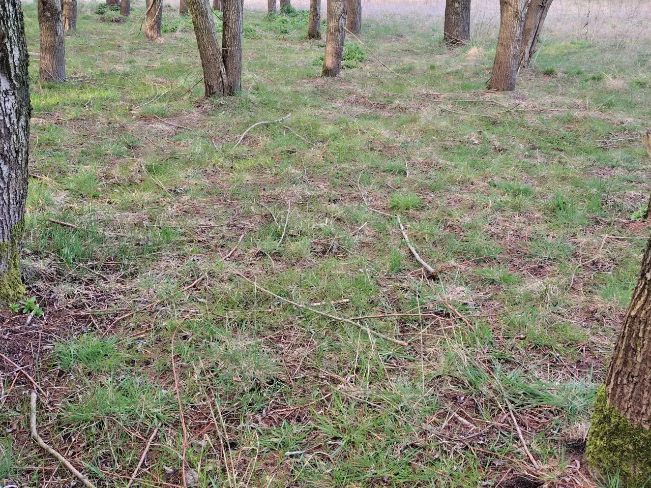 Billede 1 - Søger Billig selvskabs Hest/ Pony