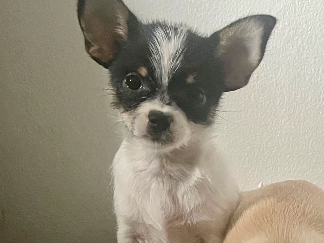 Billede 1 - Dejligste chihuahuahvalp 