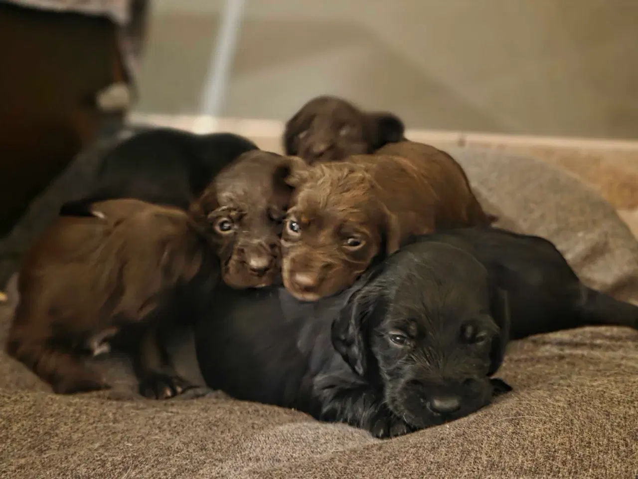 Billede 1 - FT Cocker Hvalpe.