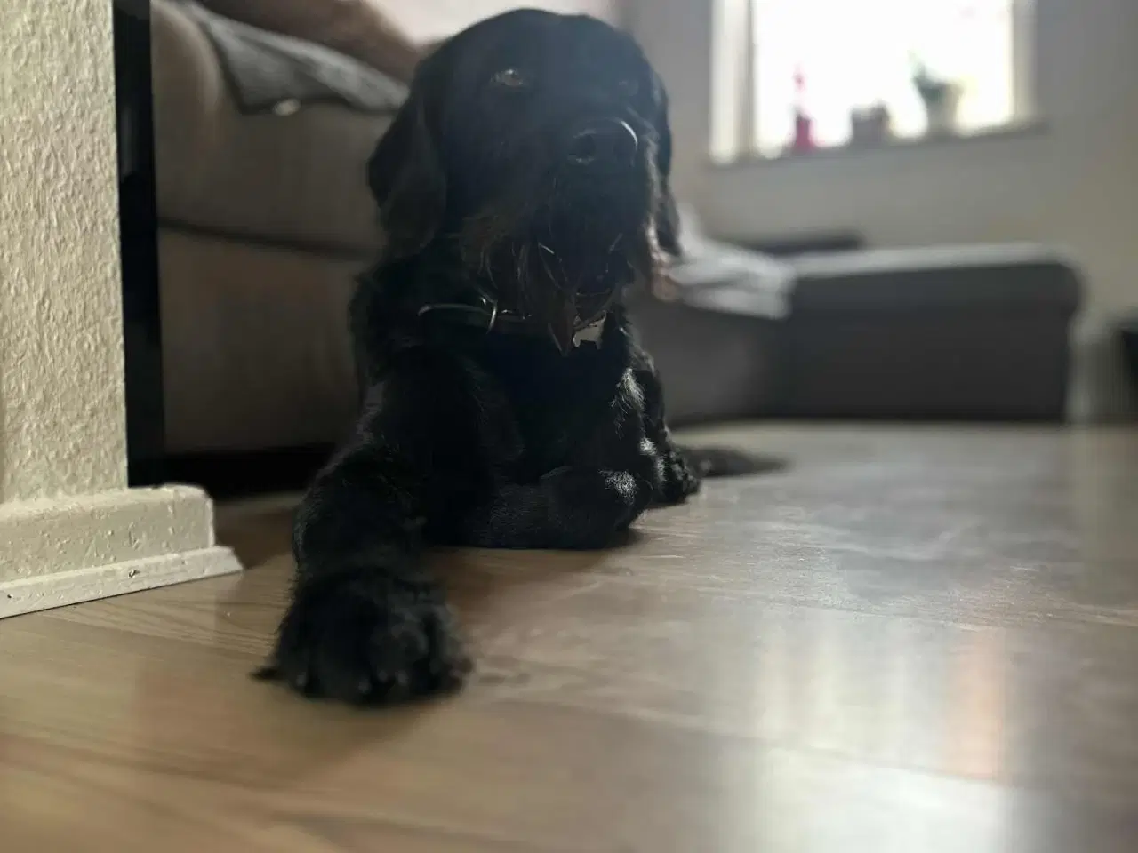 Billede 4 - hanhund til avl 4år gammel