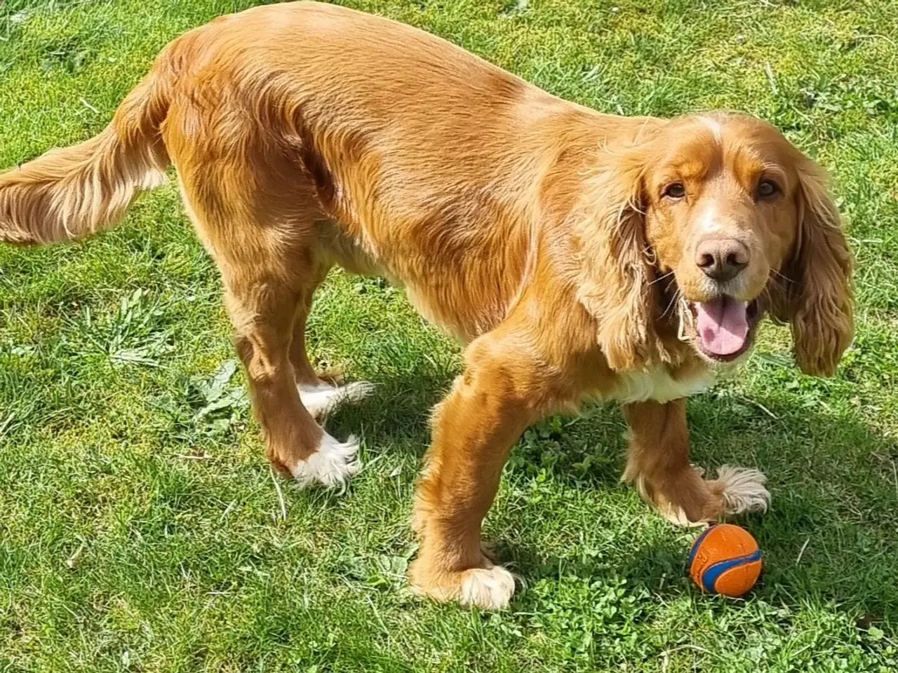 Billede 1 - Cocker spaniel tilbydes til avl