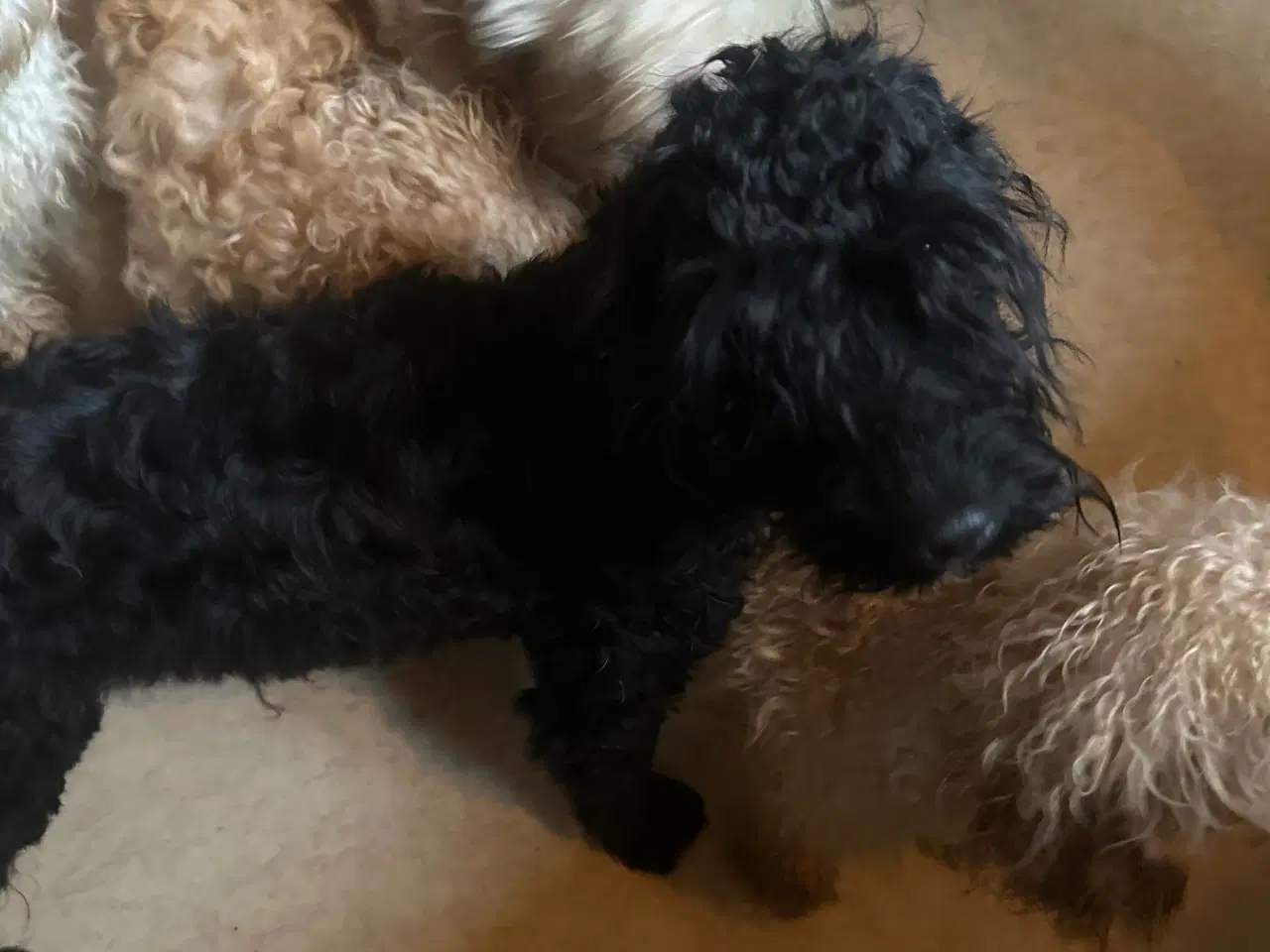 Billede 3 - Cockerpoo 
