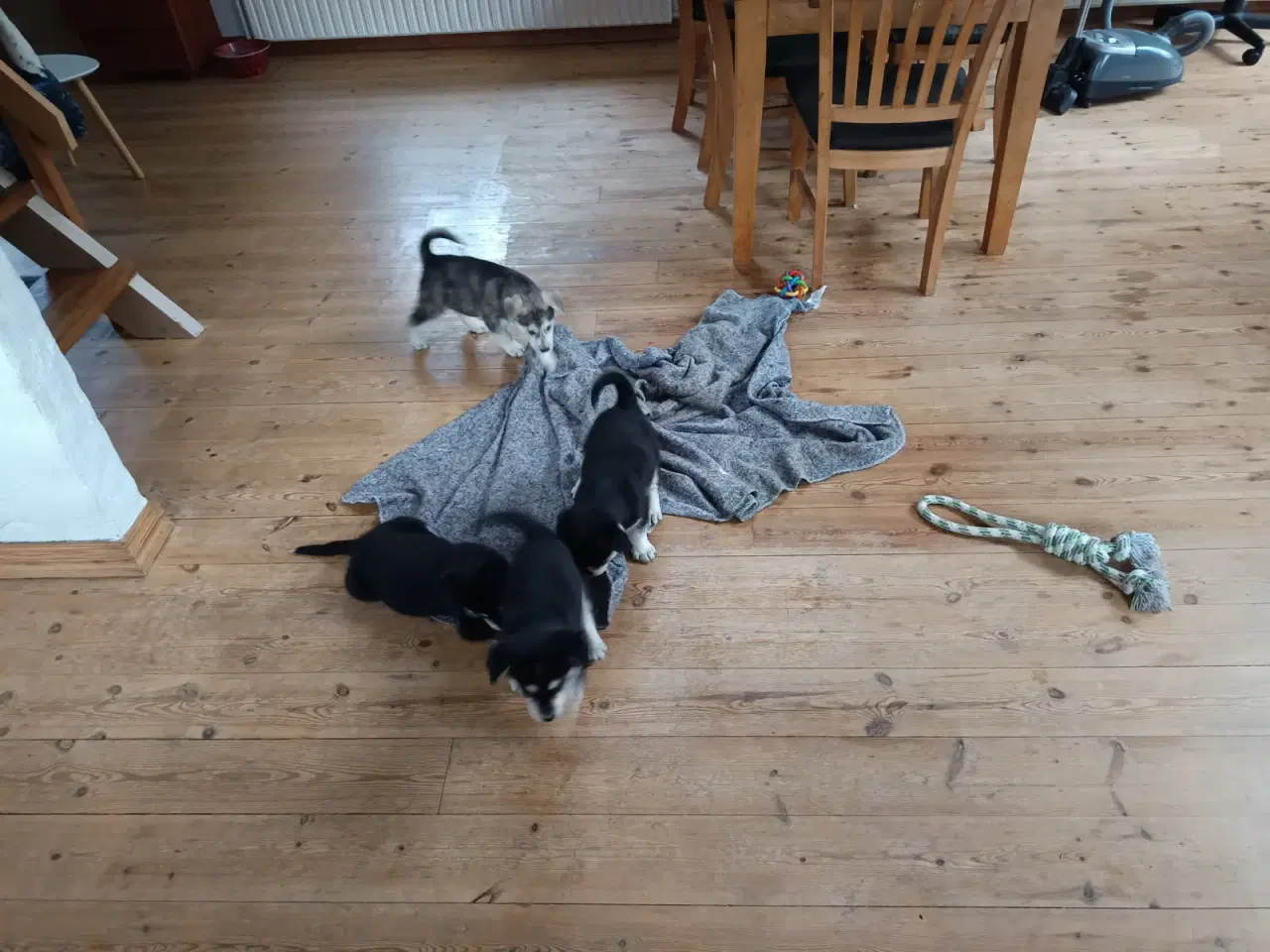 Billede 15 - Hvalpe mix