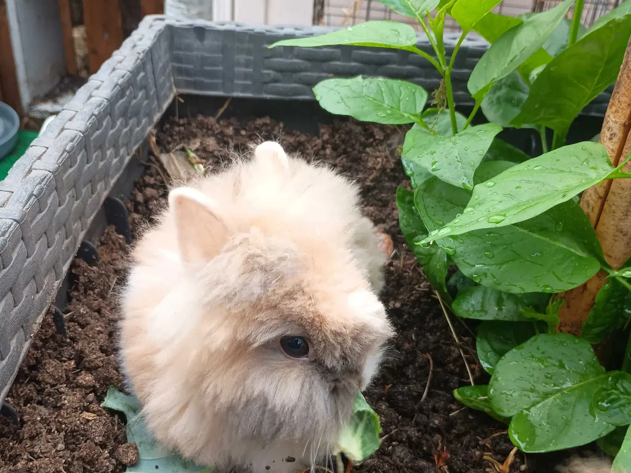Billede 5 - Ren racet Teddy kanin unge. 