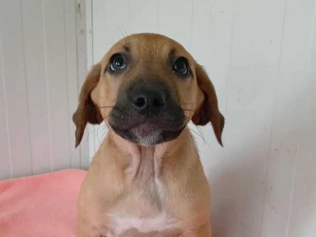 Billede 4 - Lille Odin søger familie