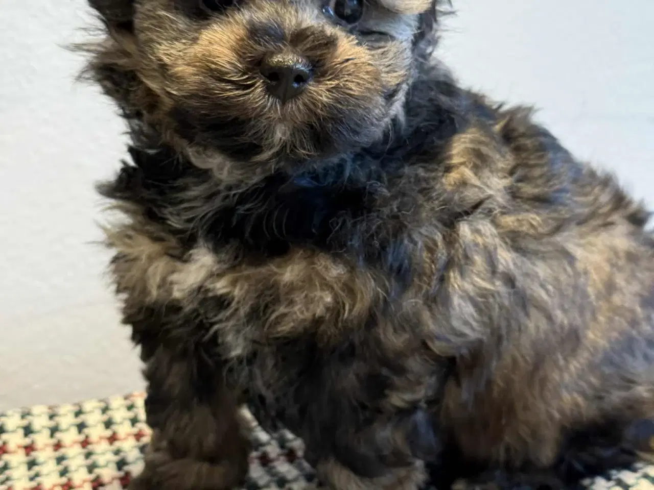 Billede 5 - Reserveret til Søndag Allergivenlig taskehund