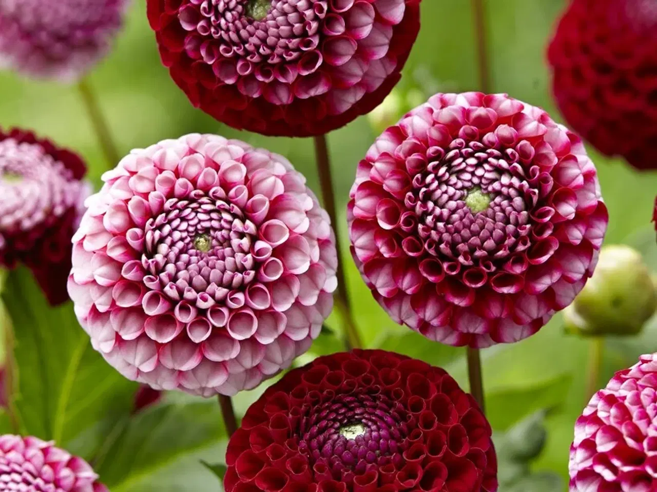 Billede 1 - Dahlia "Chic A Dee US" Pompon Dahlia