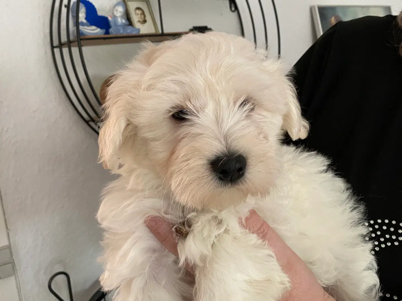 Billede 1 - Maltipoo hvalpe 