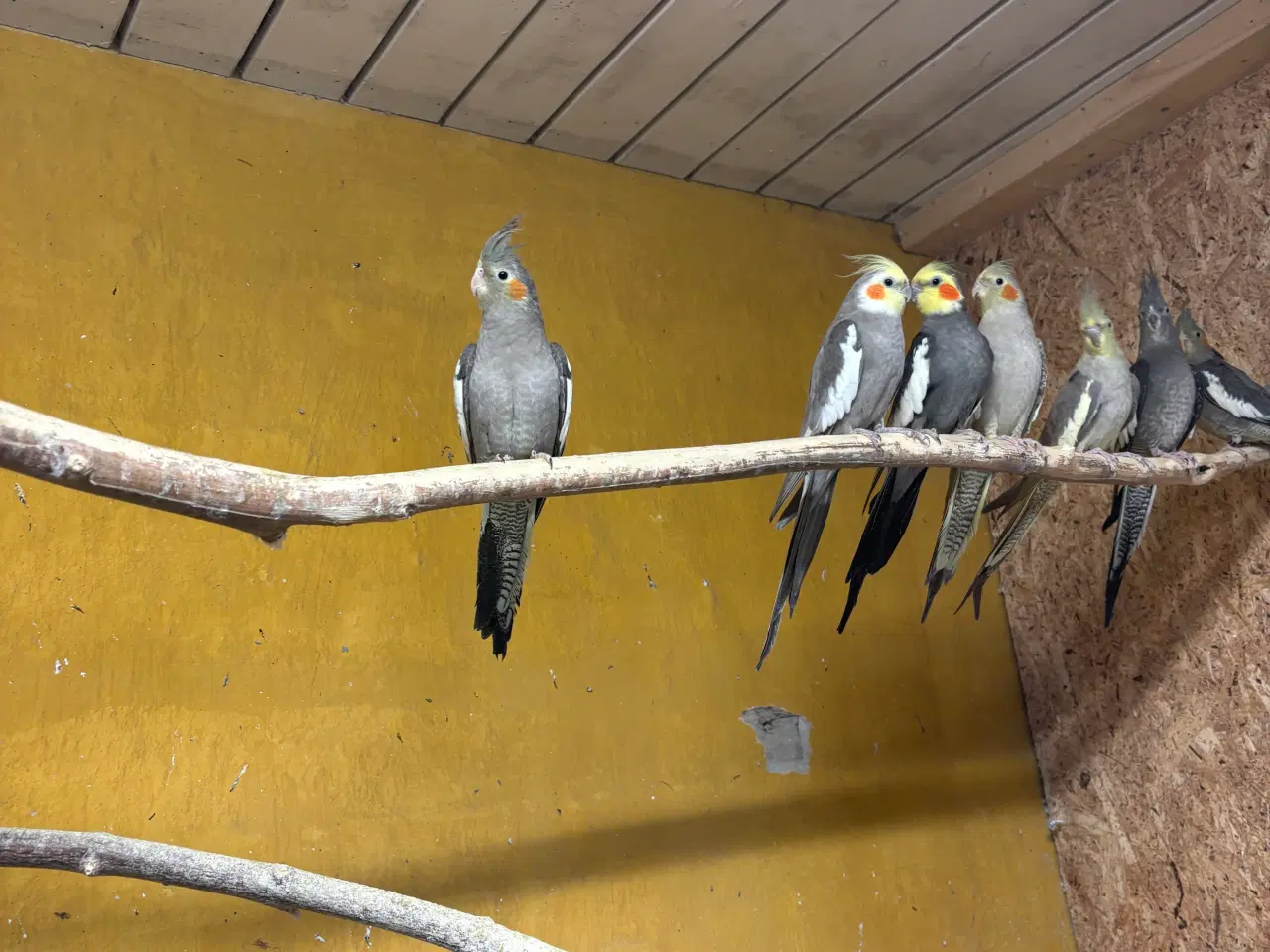 Billede 2 - Nymferparekitter pris pr stk fra 150kr