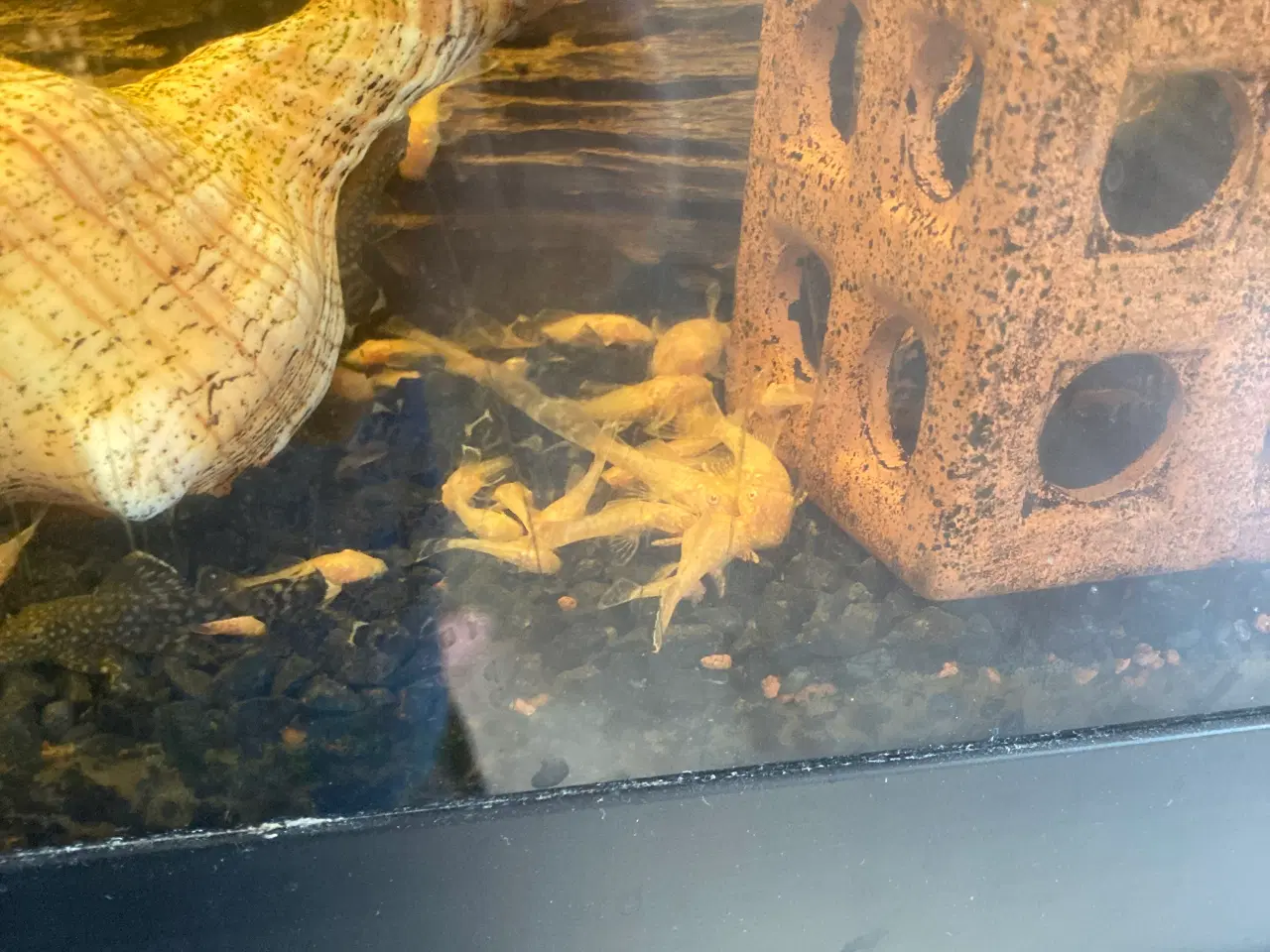 Billede 3 - Akvarie sugemaller 