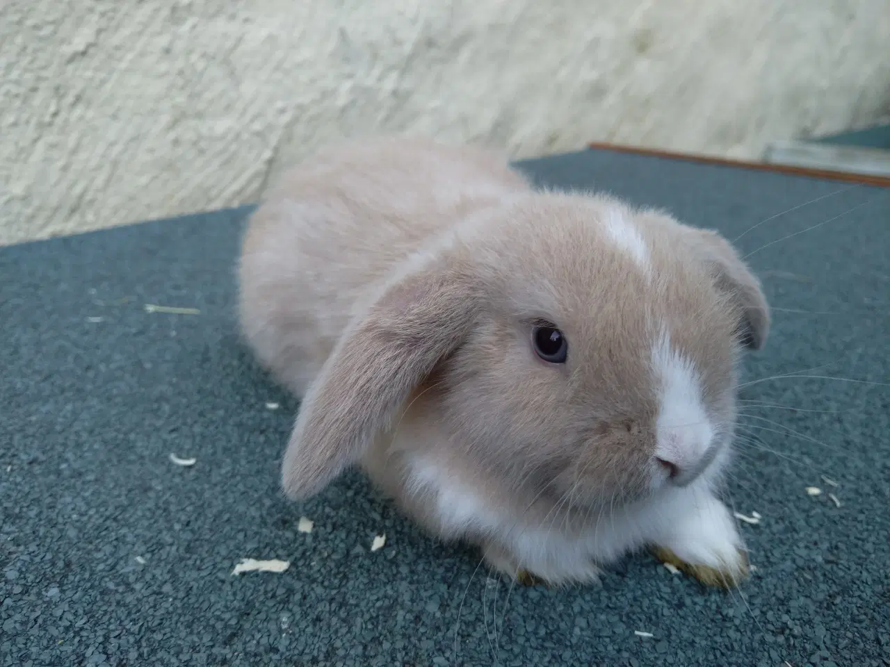 Billede 7 - Mini Lop UK, raceren 