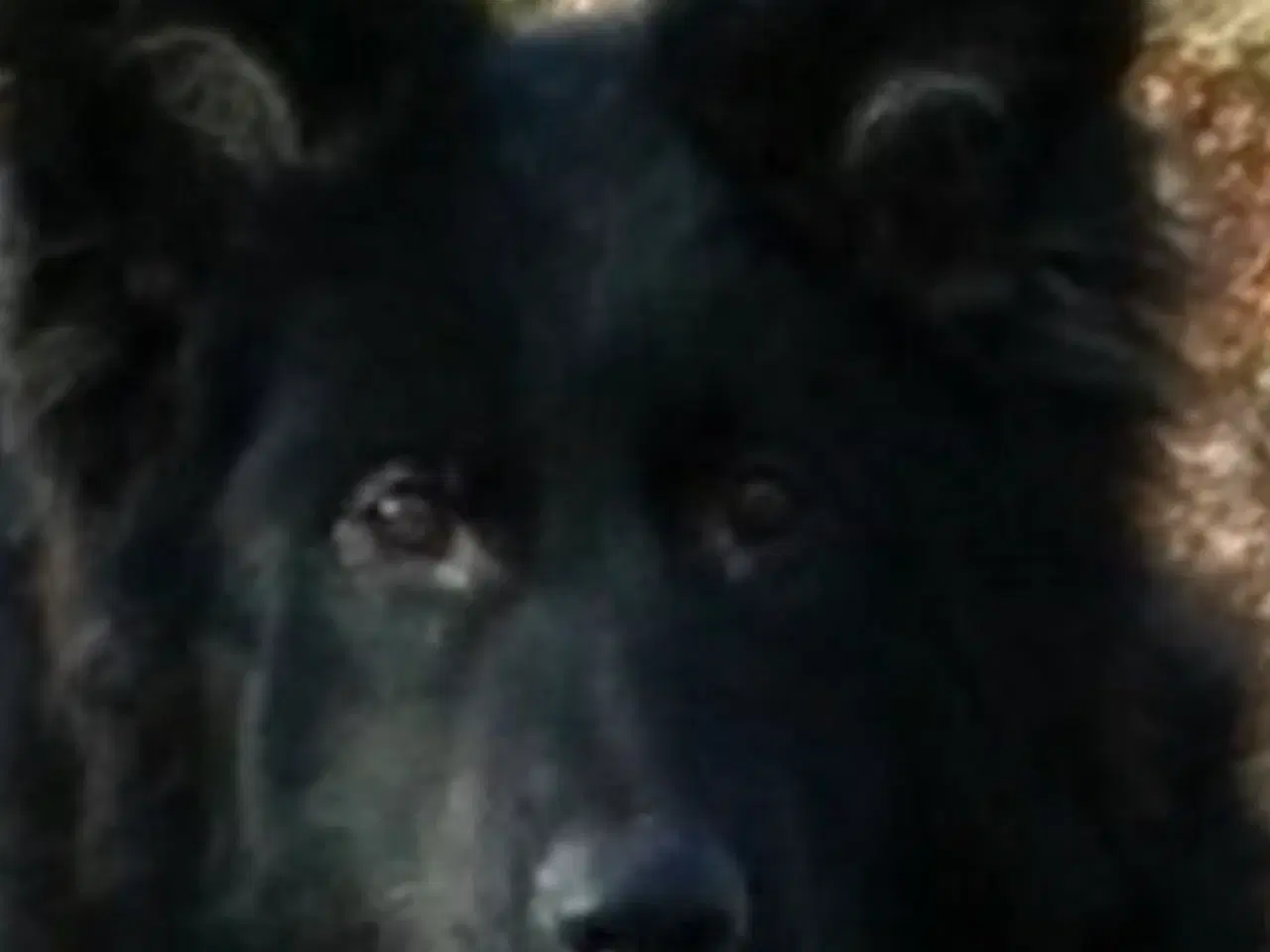 Billede 2 - flot sort schæfer 