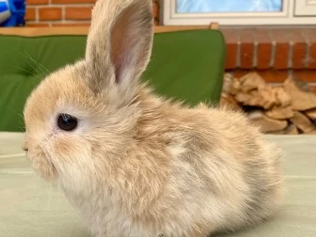 Billede 4 - Søde kaninunger søger nye kærlige hjem 🐰