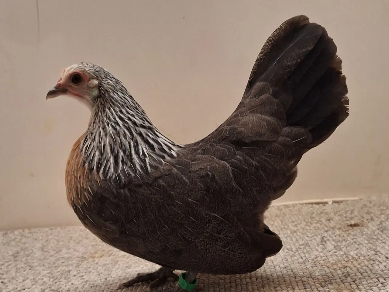 Billede 2 - Hollandske Dværg Sølvhalset 