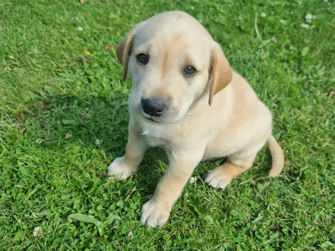 Billede 2 - Labrador hvalpe, 1 sort tæve og 1 gul han