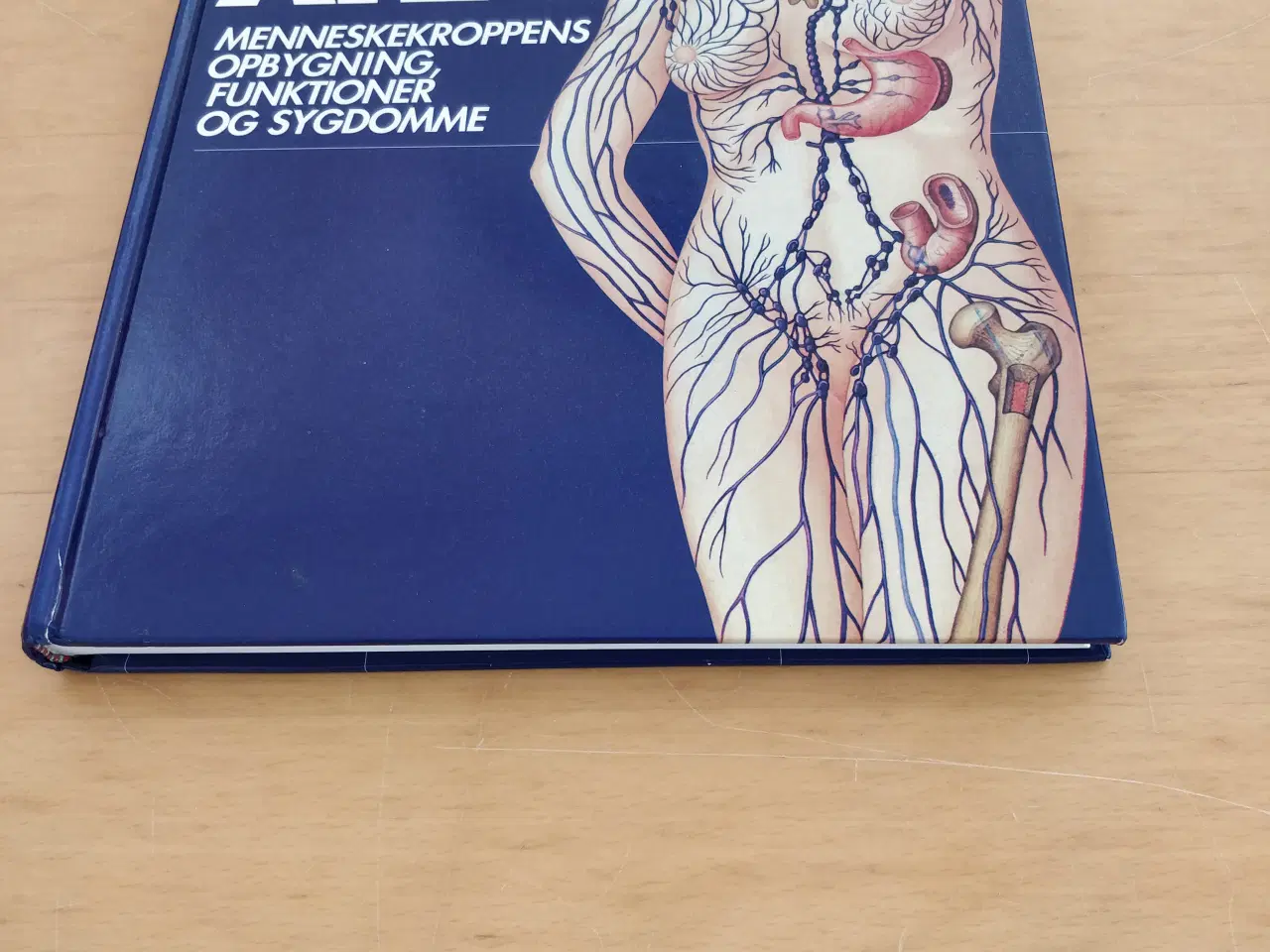 Billede 2 - Politikens anatomiske atlas