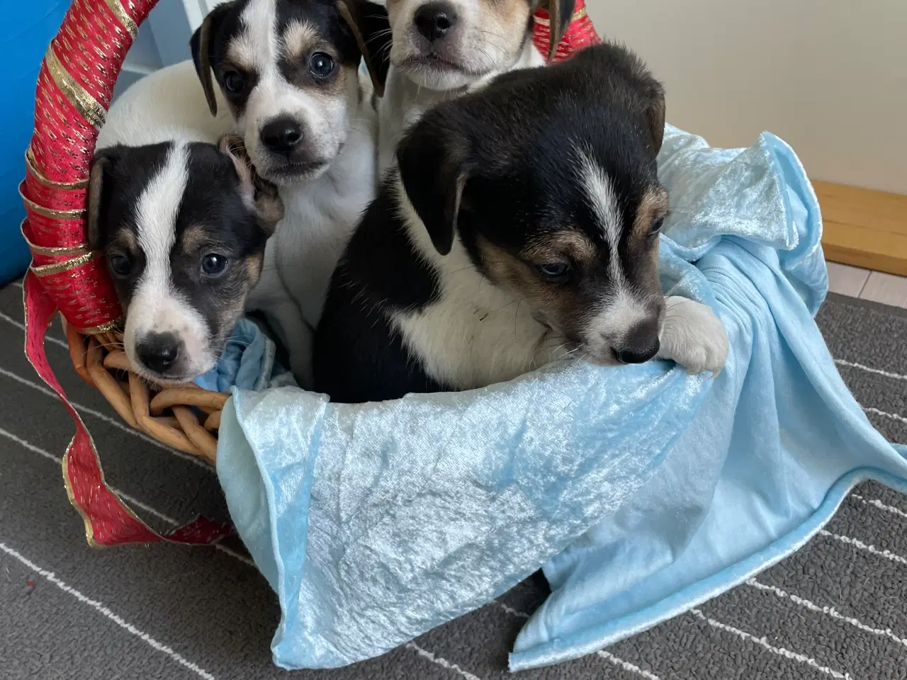 Billede 9 - Dansk svensk Gårdhund hvalpe 