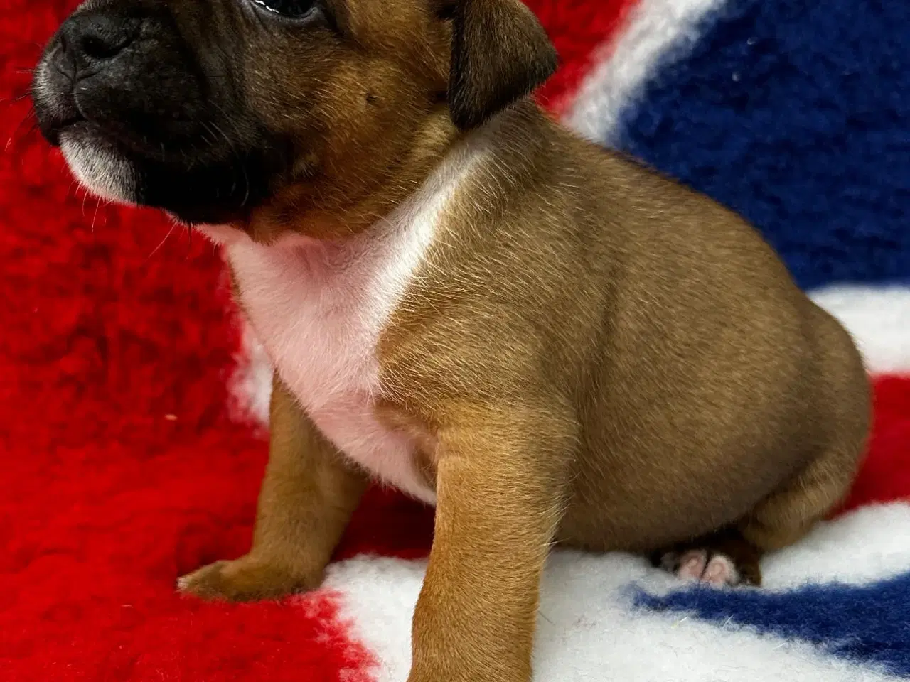 Billede 2 - De mest fantastisk staffordshire Bull terrier🐾