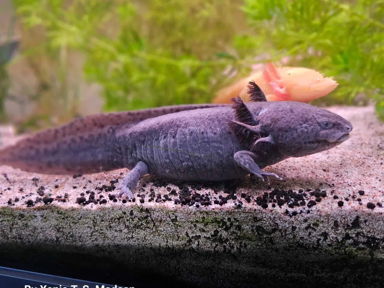 Billede 6 - Axolotl Avlsstamme 