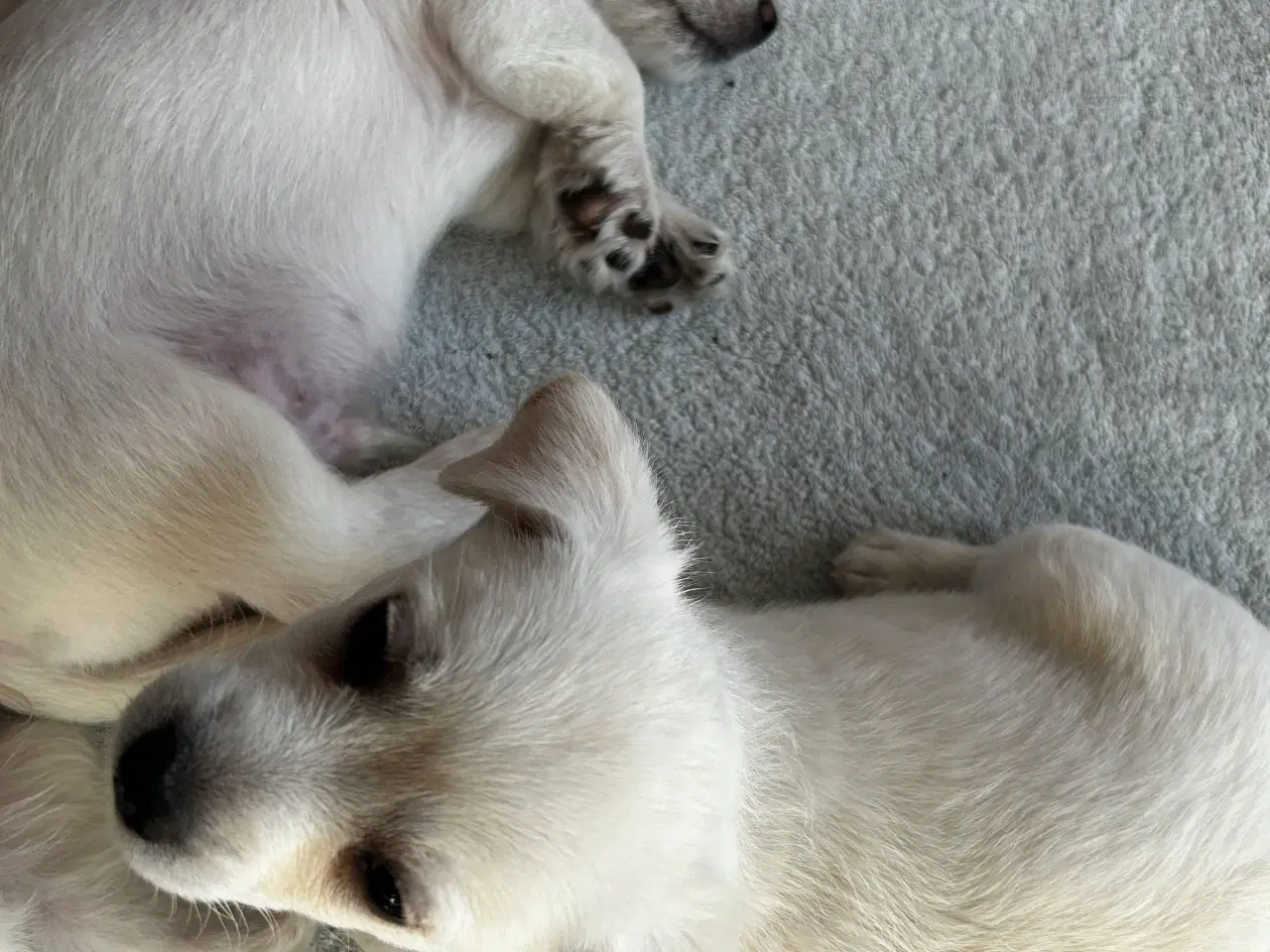 Billede 2 - Bichon frise/chihuahua/malteser hvalpe