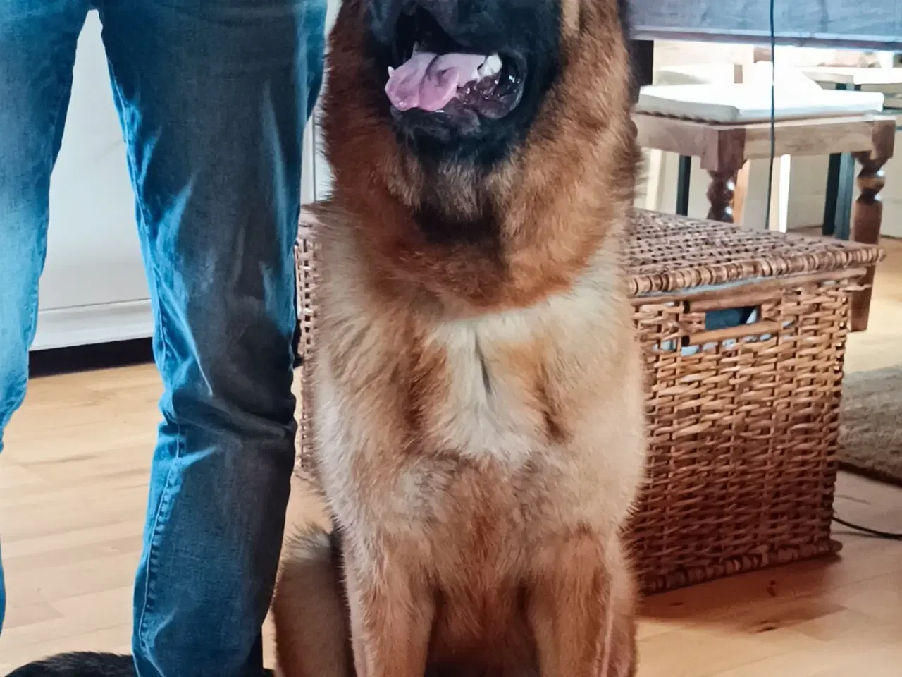 Billede 3 - Schæfer hund tæve