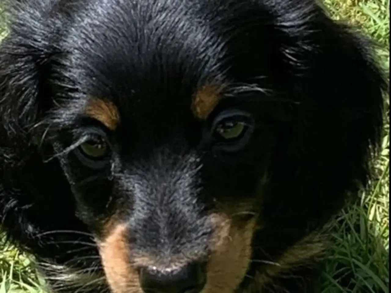 Billede 1 - Gravhunde hvalpe langhåret Dværg