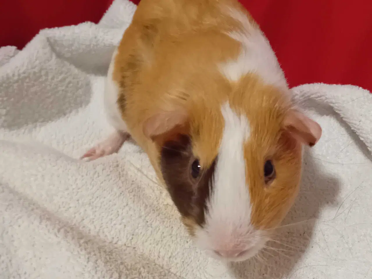 Billede 2 - Han marsvin 