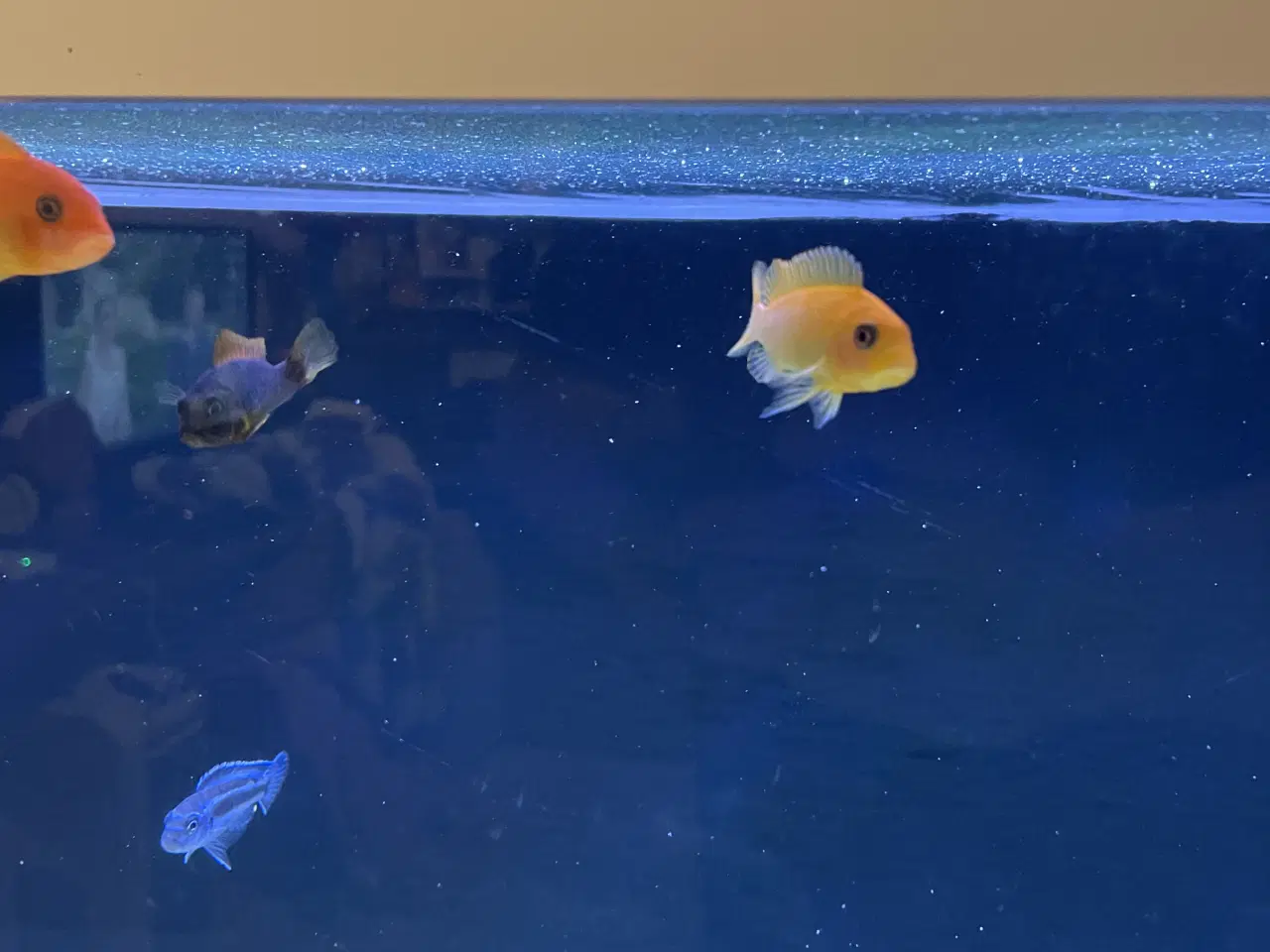 Billede 4 - Mbuna malawi 7stk