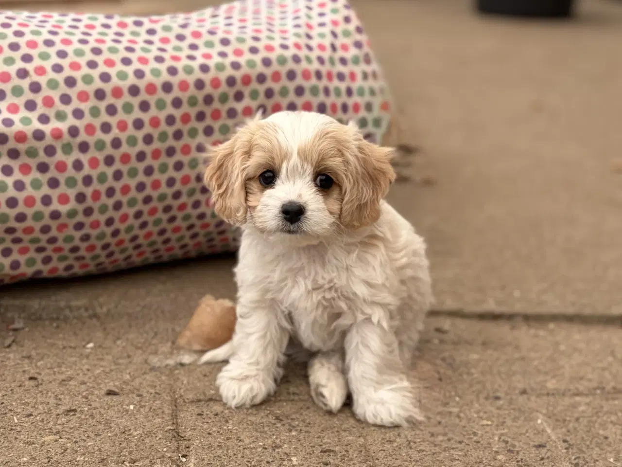 Billede 6 - De små dejligste Cavachon babyer nu!