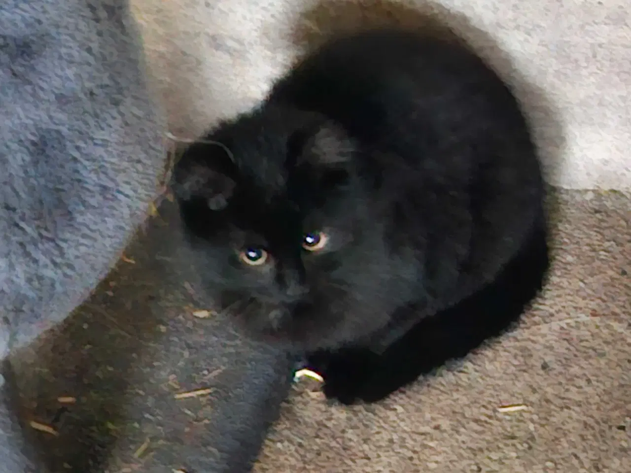 Billede 1 - Kattekilling 