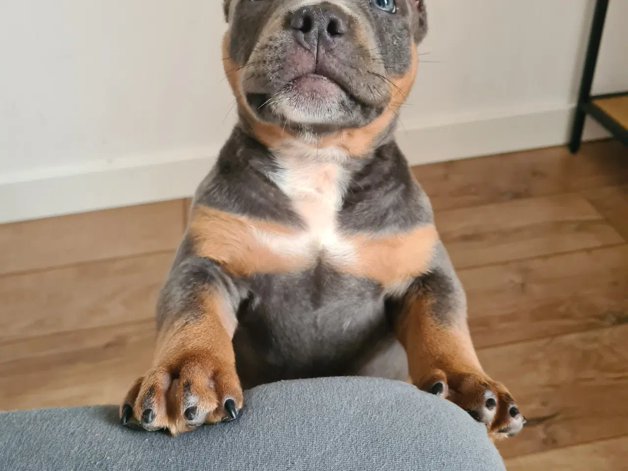 Billede 3 - American bully Dreng blutri abkc 