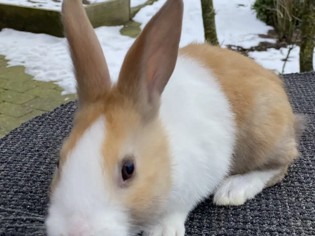 Billede 7 - HOLLÆNDER HAN MADAGASCAR