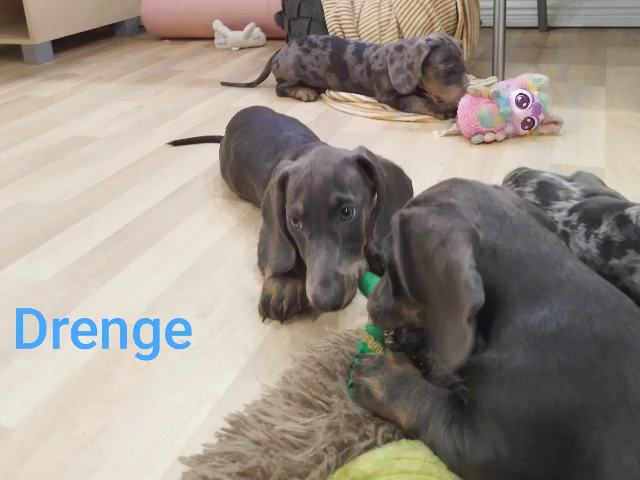 Billede 4 - Danmarks sødeste Gravhunde hvalpe 