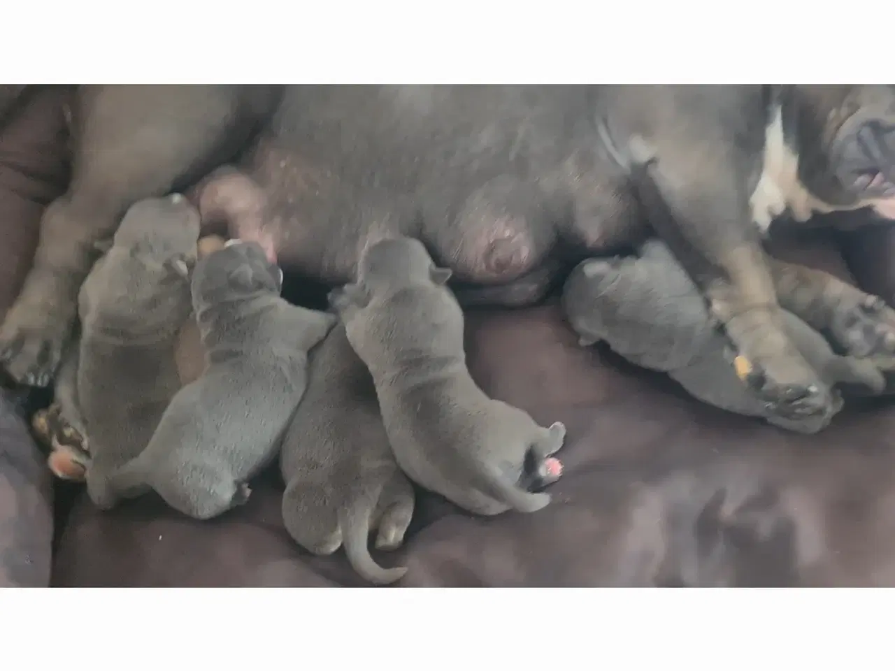 Billede 3 - Hvalpe American Bully Pocket 