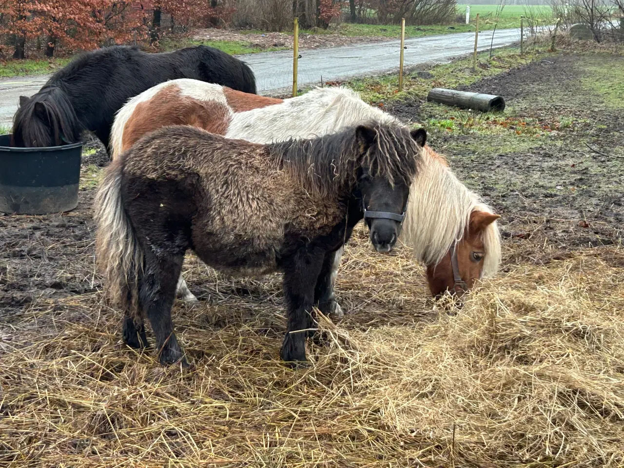 Billede 1 - Shetlands pony hingsteføl