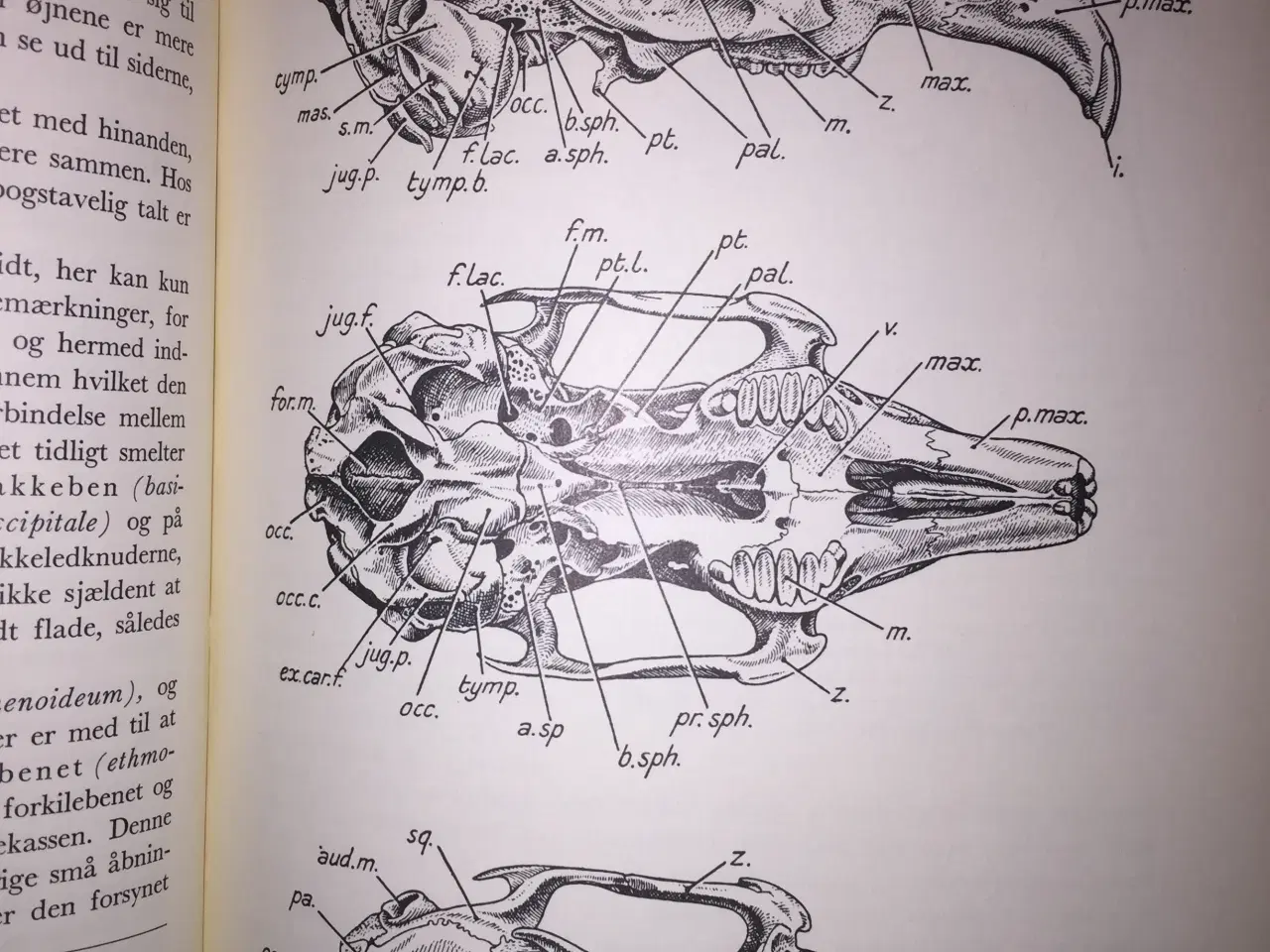 Billede 2 - Dyreleksikon i 10 bind