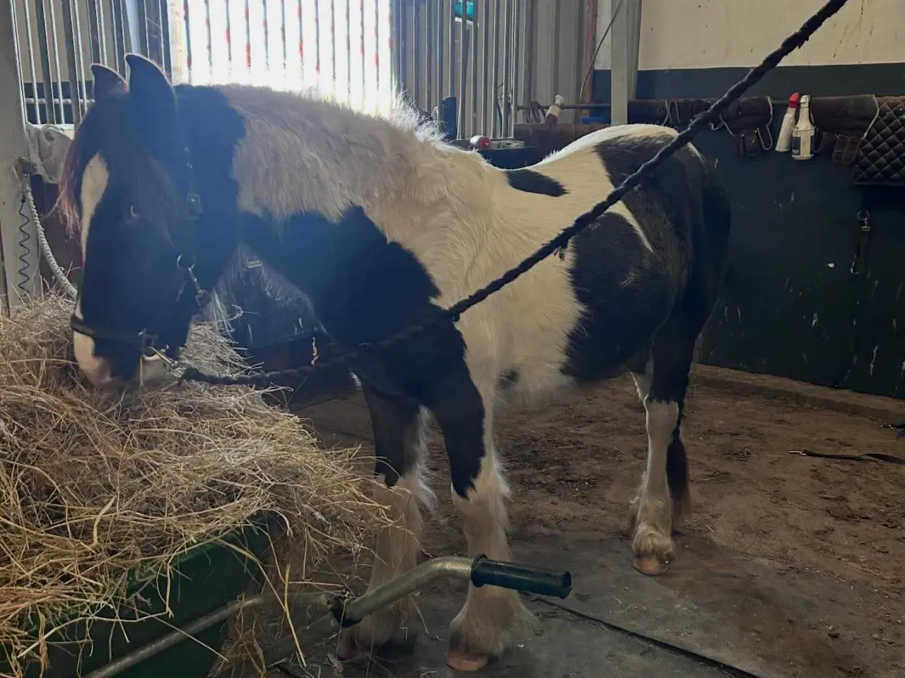 Billede 4 - OPLAGT BØRNEPONY ELLER RIDESKOLE EMNE!⭐⭐