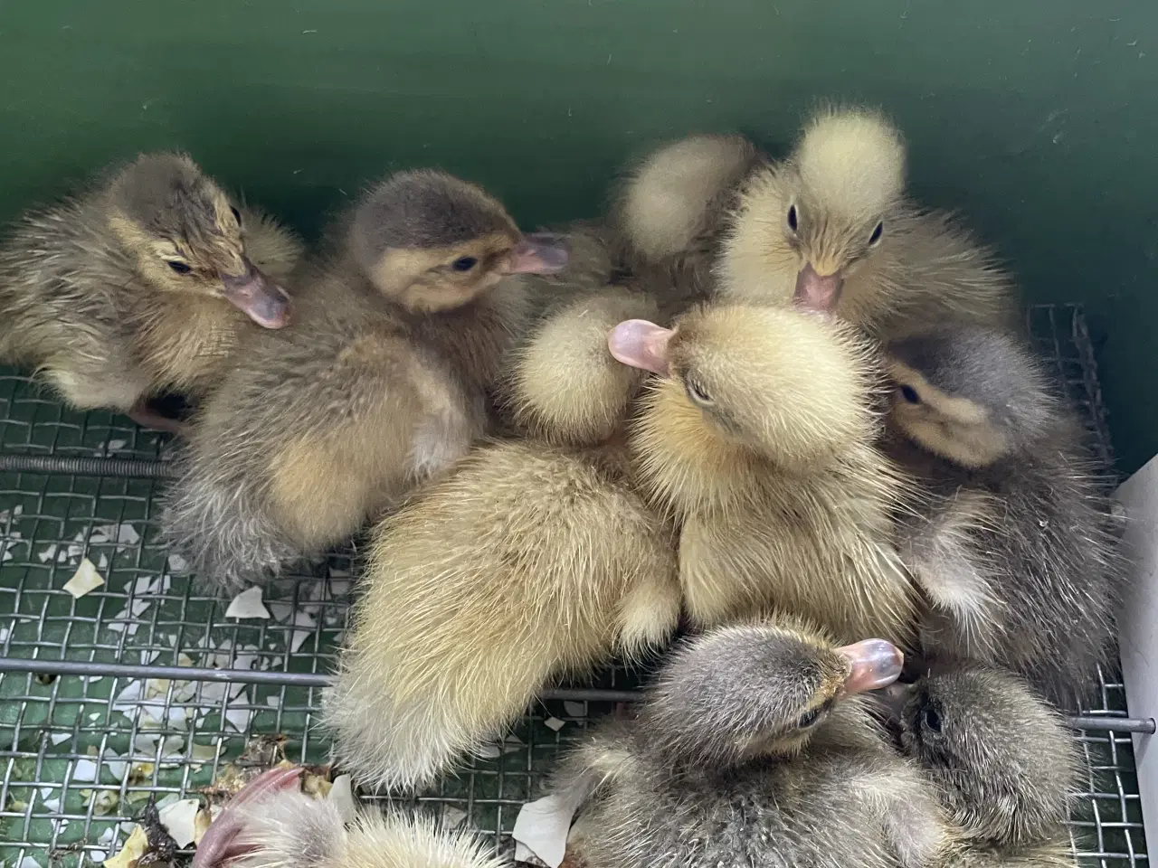 Billede 2 - Rugeæg løbeand