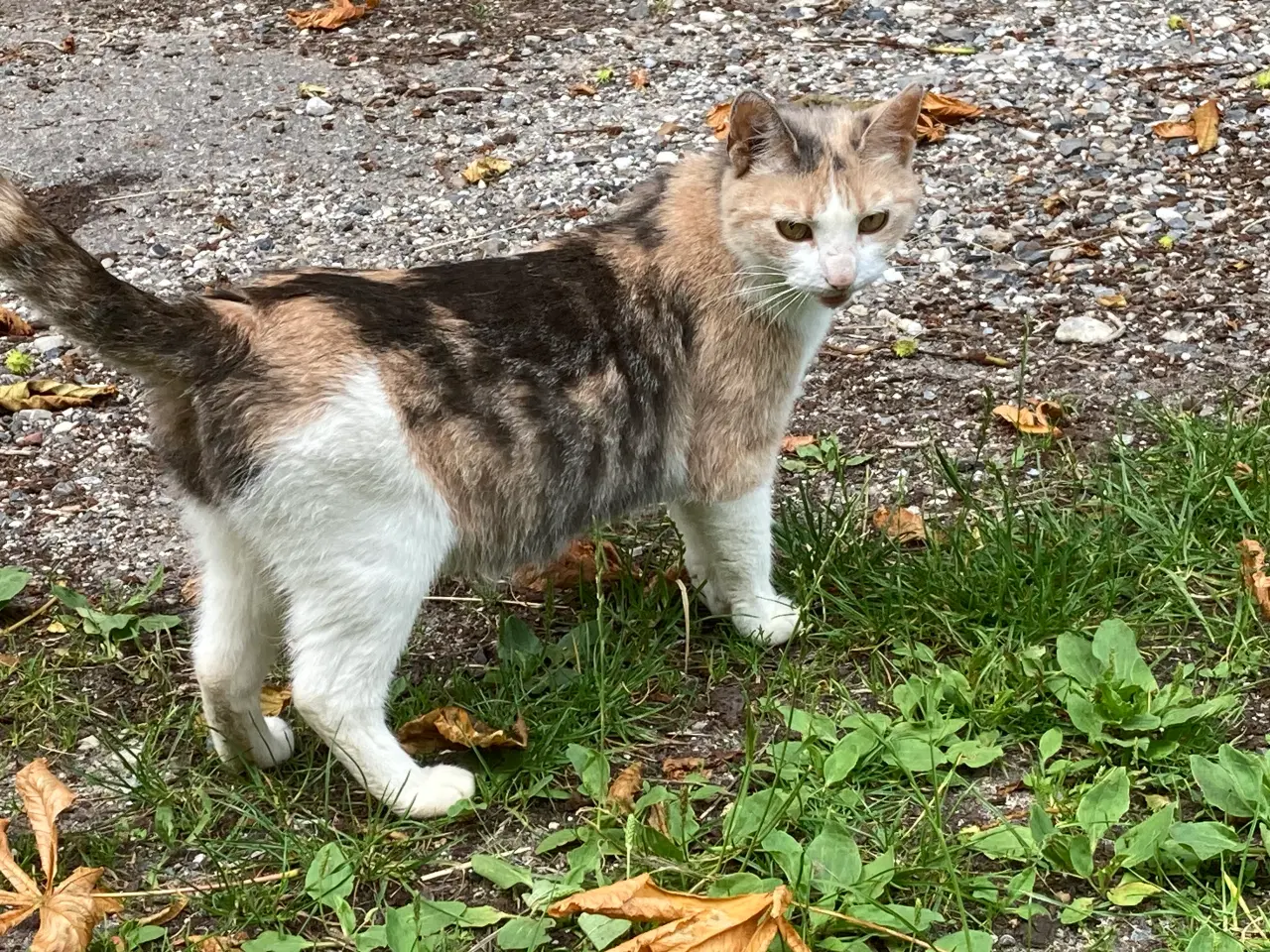 Billede 9 - Kat nogle der savner den? 