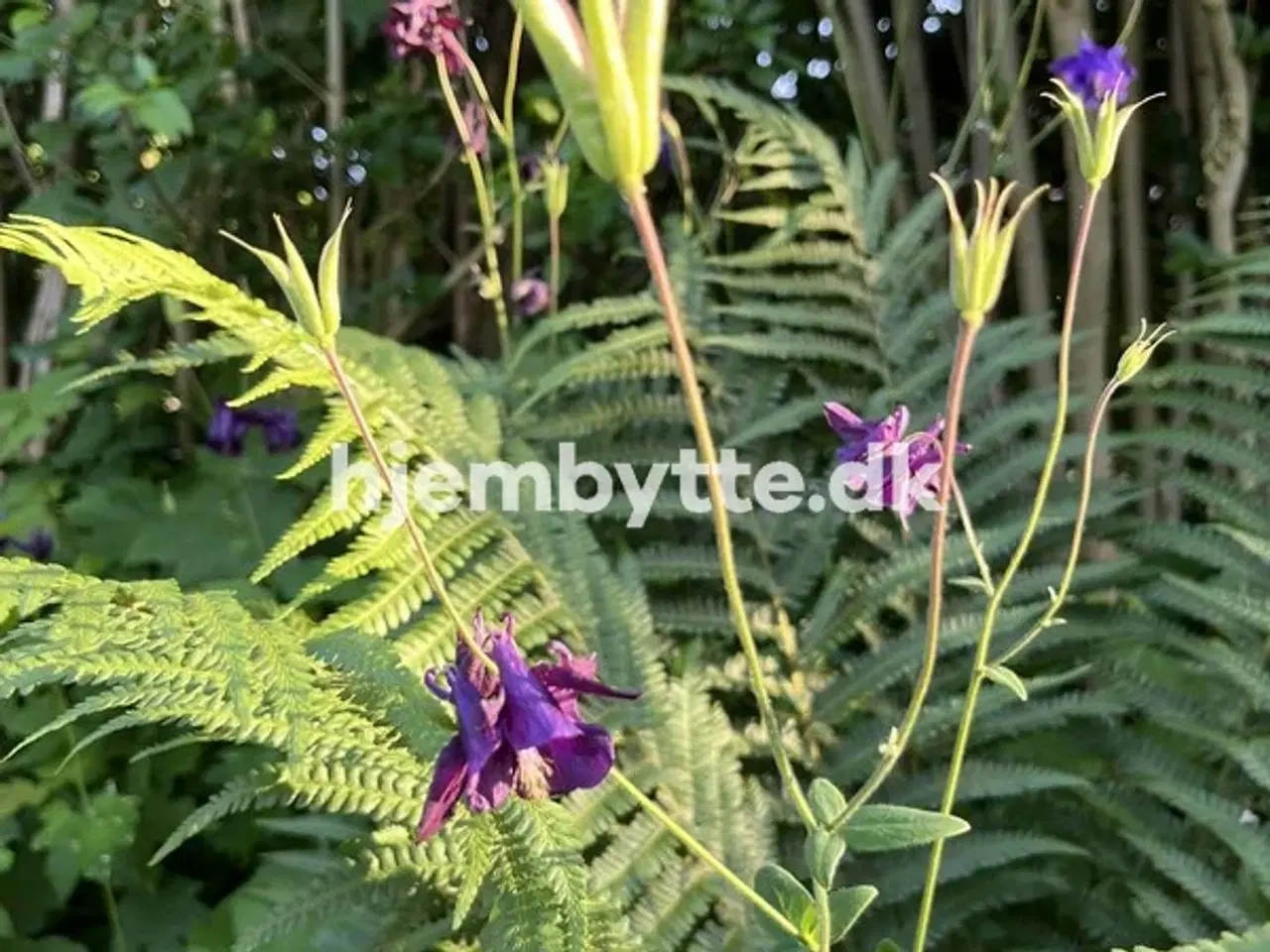 Billede 7 - Hjembytte - Bloustrødvej