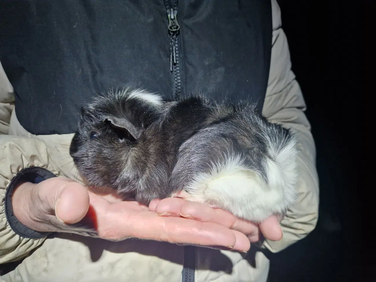 Billede 4 - 2 hun Rosette unger, søstre 