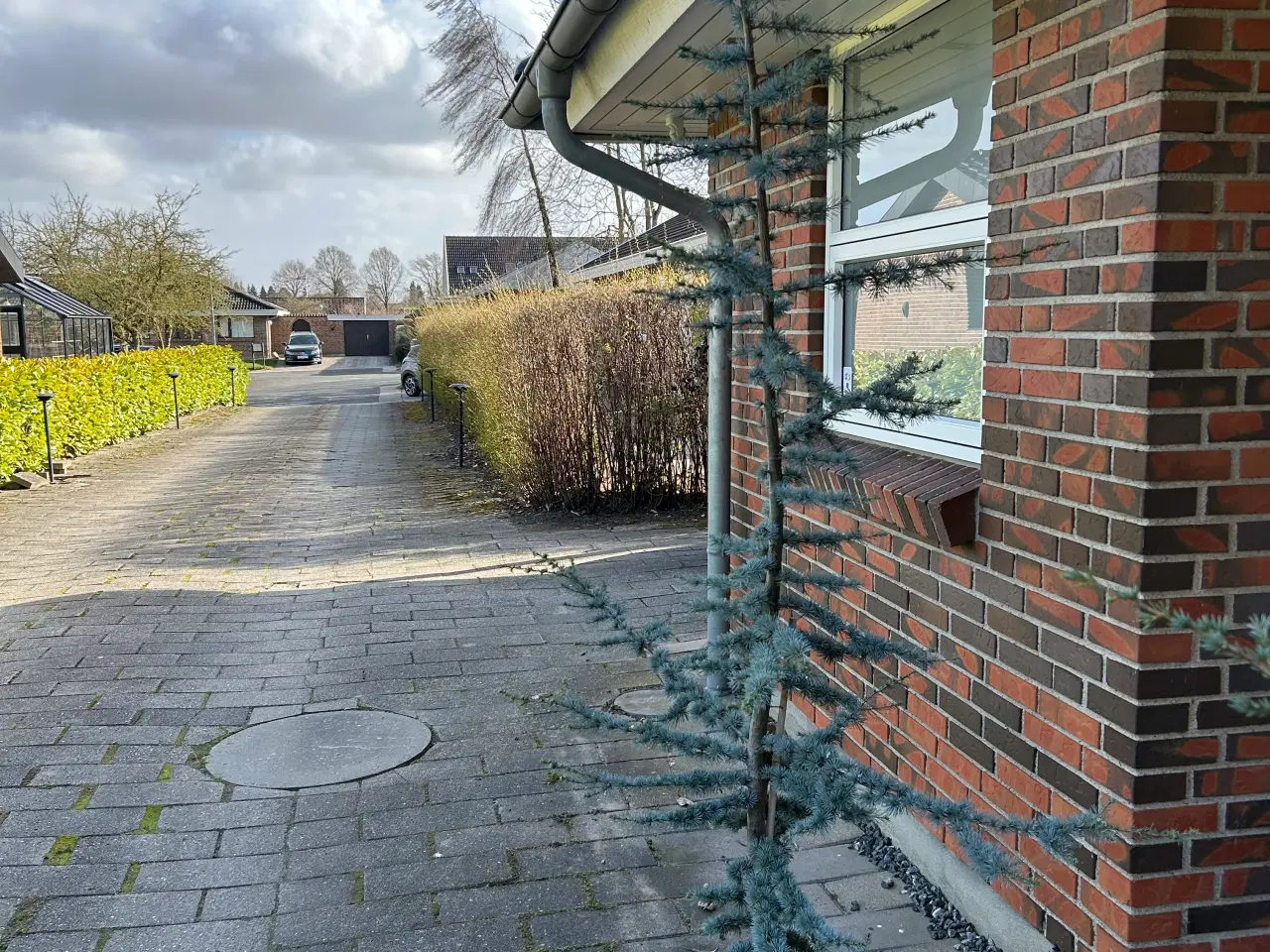 Billede 1 - 2 stk Cedertræ