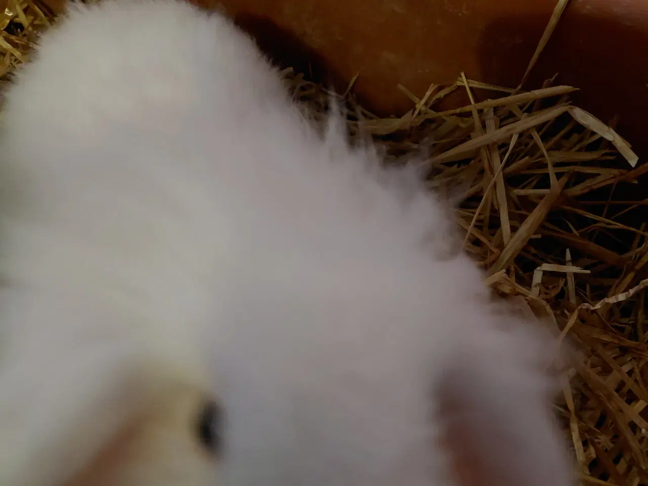 Billede 1 - Løve Dværgkaniner