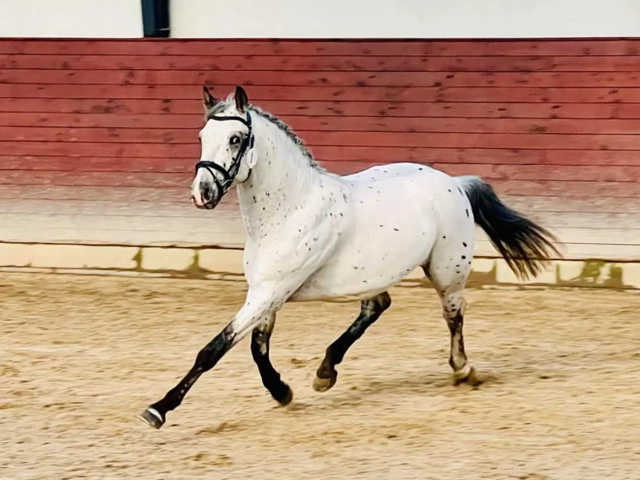 Billede 2 - Bedækning tilbydes ved knabstrupperhingst