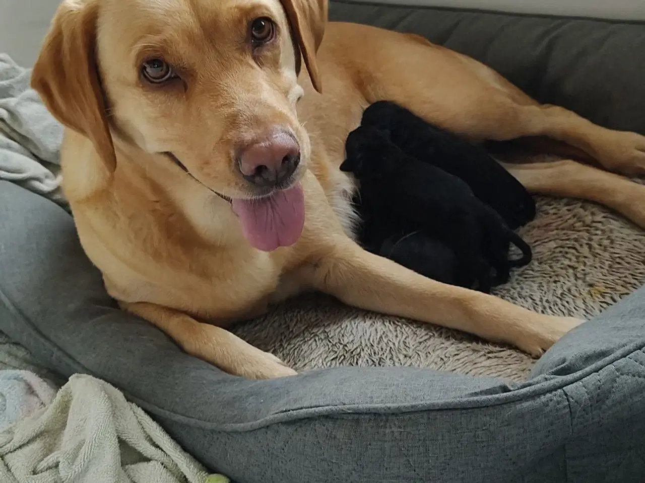 Billede 3 - Labrador hvalpe