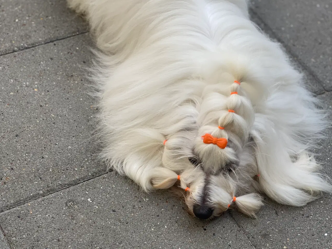 Billede 5 - Coton de Tulear med DKK stamtavle